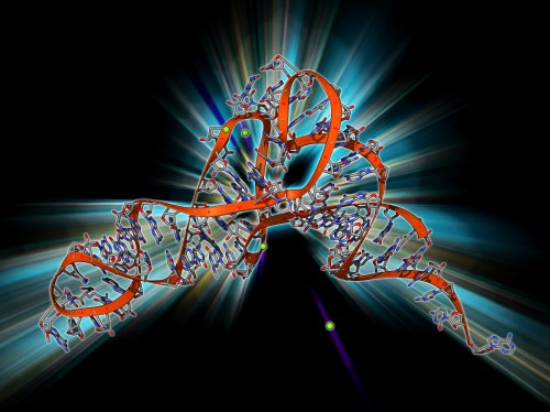 Transfer RNA (tRNA), molecular model.