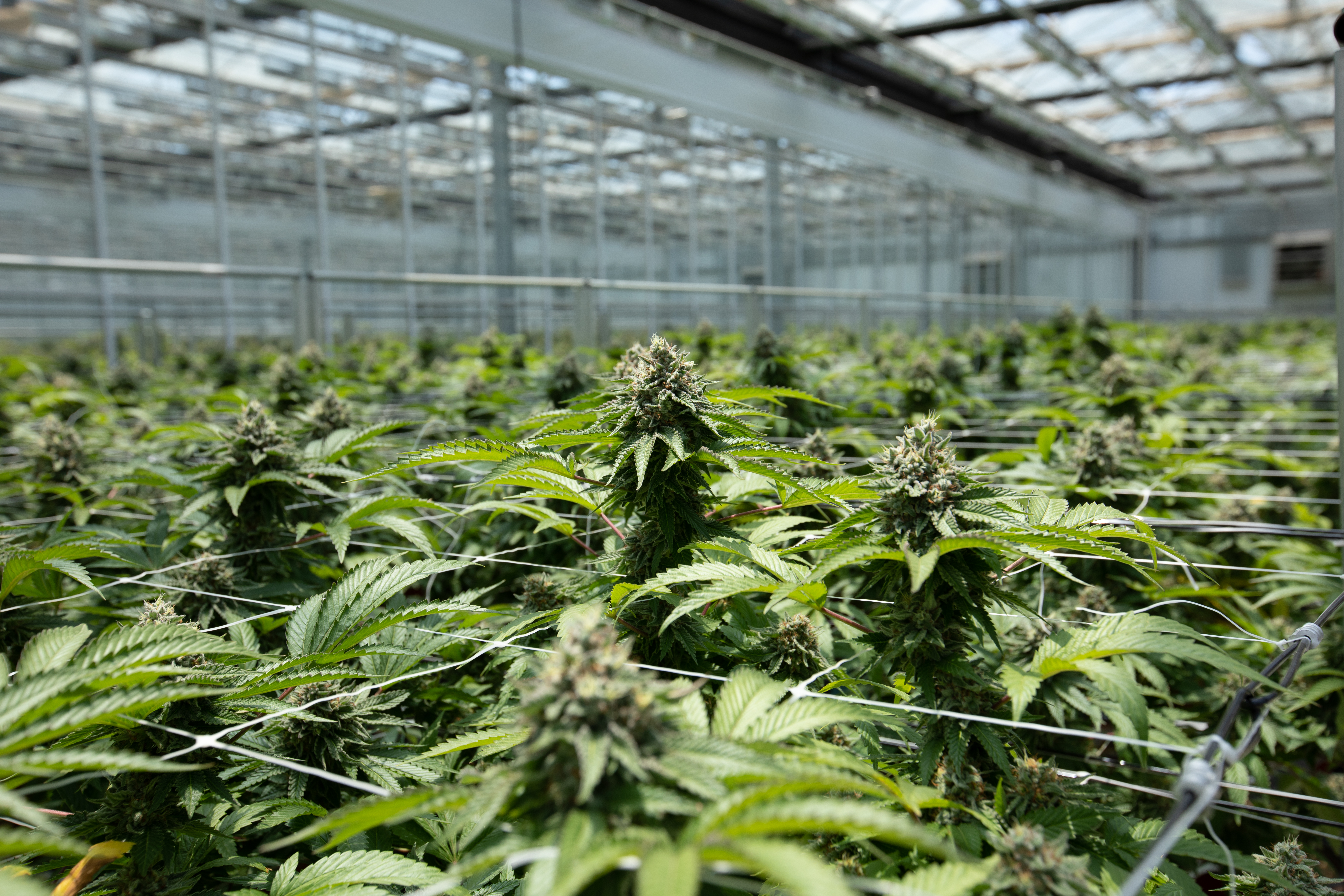 Cannabis sustainability