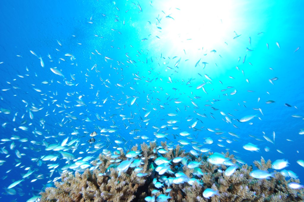 Ocean sea