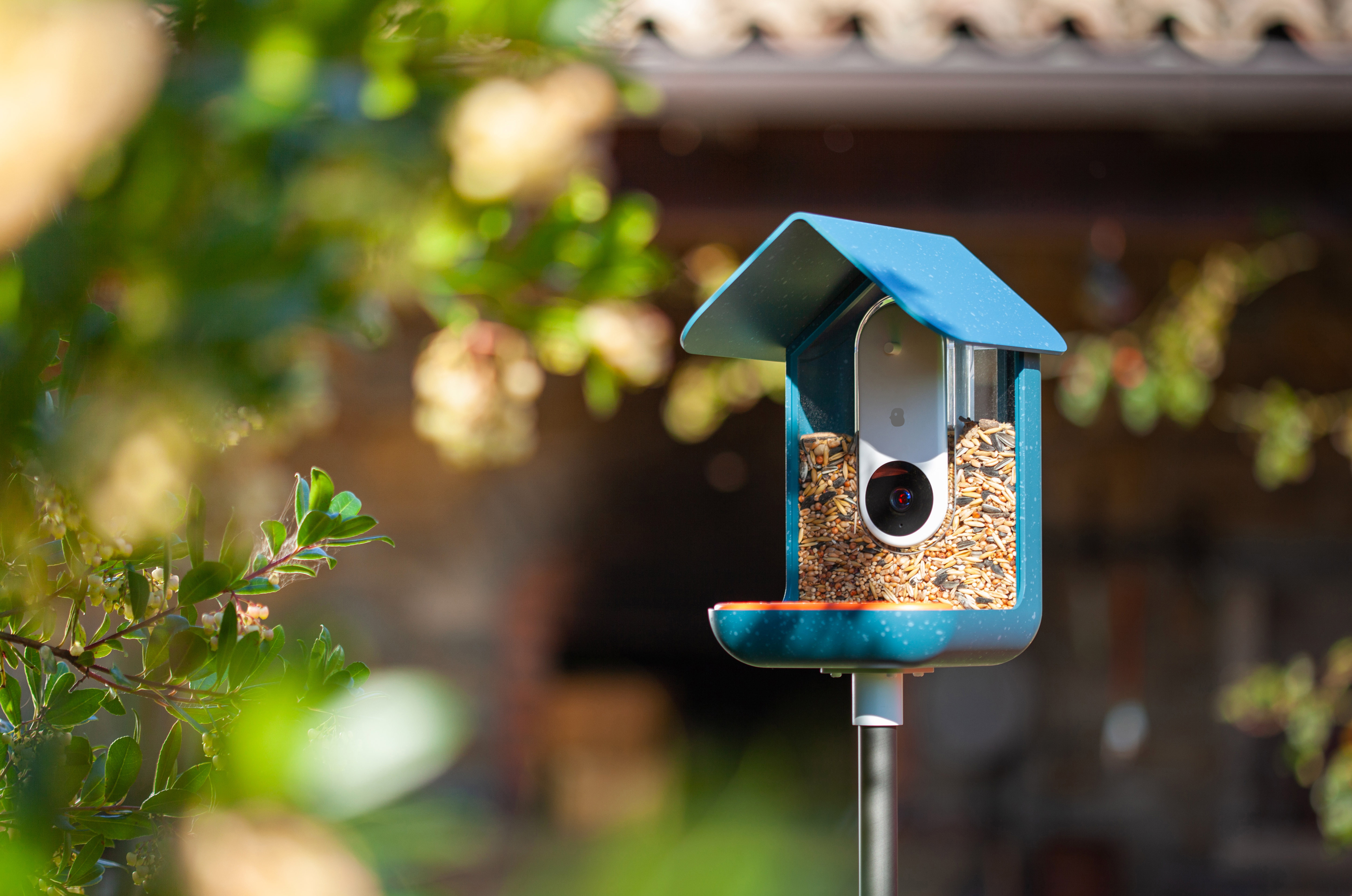 Image of the bird buddy feeder in a sunny backyard.