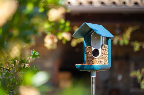 Image of the bird buddy feeder in a sunny backyard.