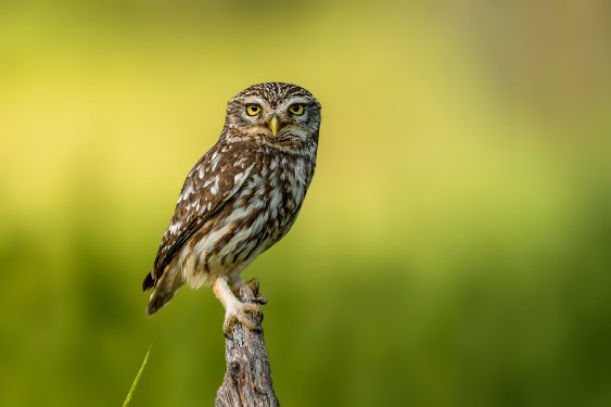 Athene Noctua owl