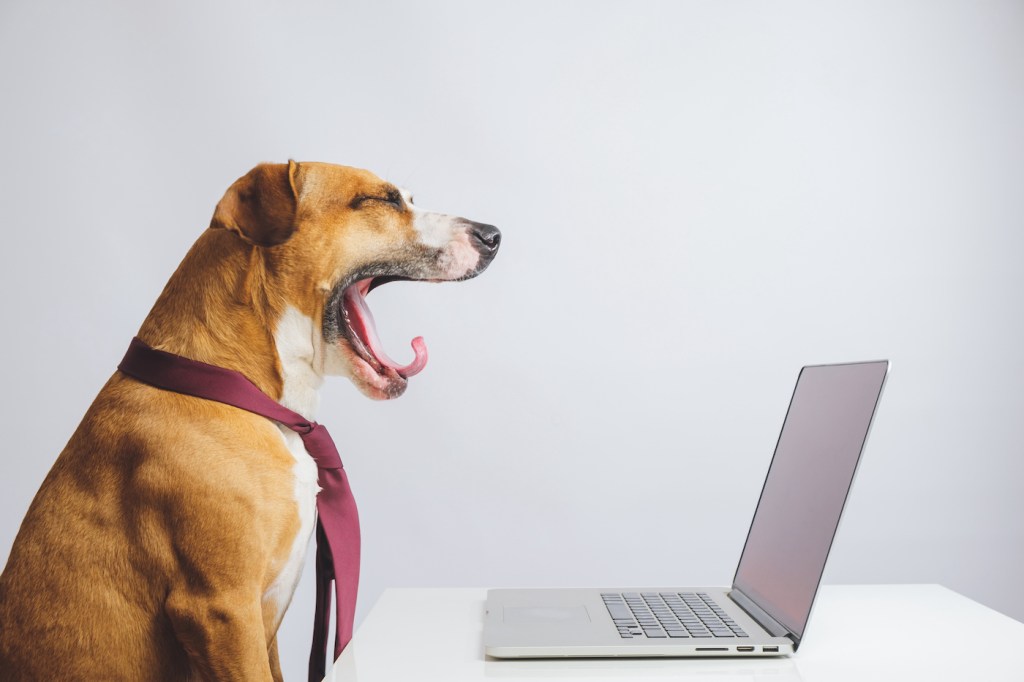 Yawning dog in a tie in front of a computer. Business or office concept of being sleepy at work, lack of energy or taking pets to work in the office (Yawning dog in a tie in front of a computer. Business or office concept of being sleepy at work, lack