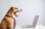 Yawning dog in a tie in front of a computer. Business or office concept of being sleepy at work, lack of energy or taking pets to work in the office (Yawning dog in a tie in front of a computer. Business or office concept of being sleepy at work, lack