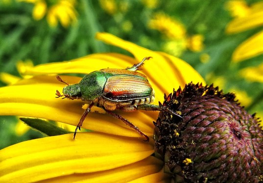 Japanese beetle on a sunflower
