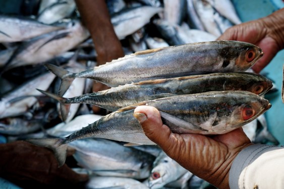 Choosing fresh fish, used in post about Indonesian startup eFishery