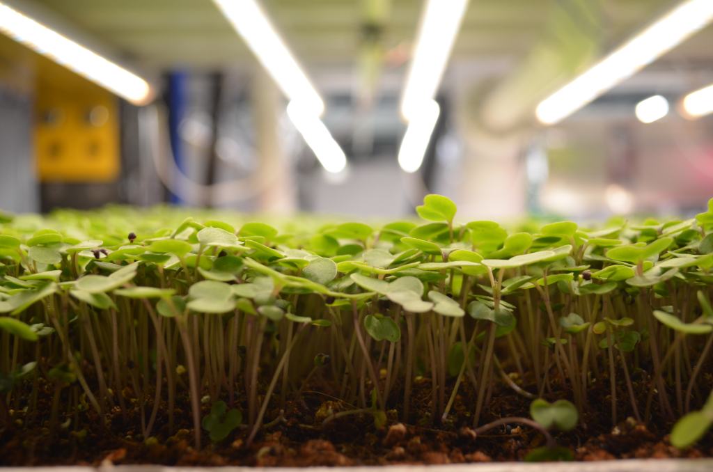 Kale microgreens growing at Upward Farms