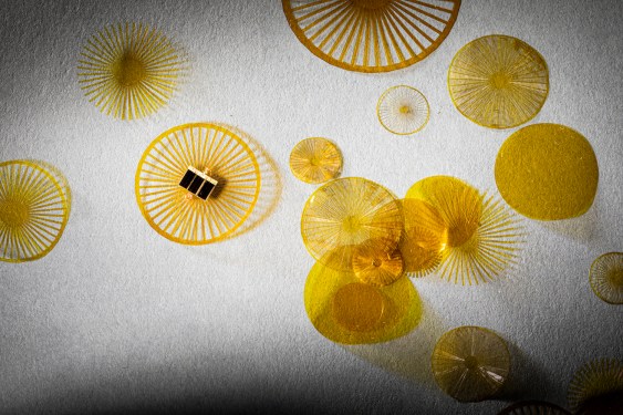 Examples of the dandelion seed-like designs tested by the team.