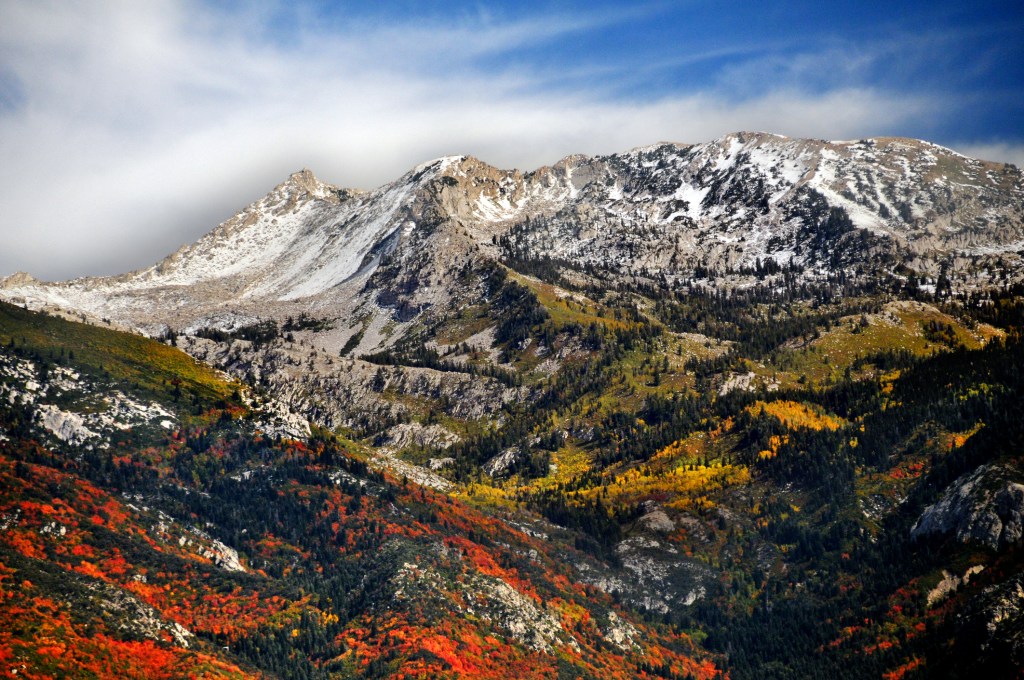 Beautiful red oak and gorgeous golden aspens dot landscape below granite peaks, Lehi, Utah.