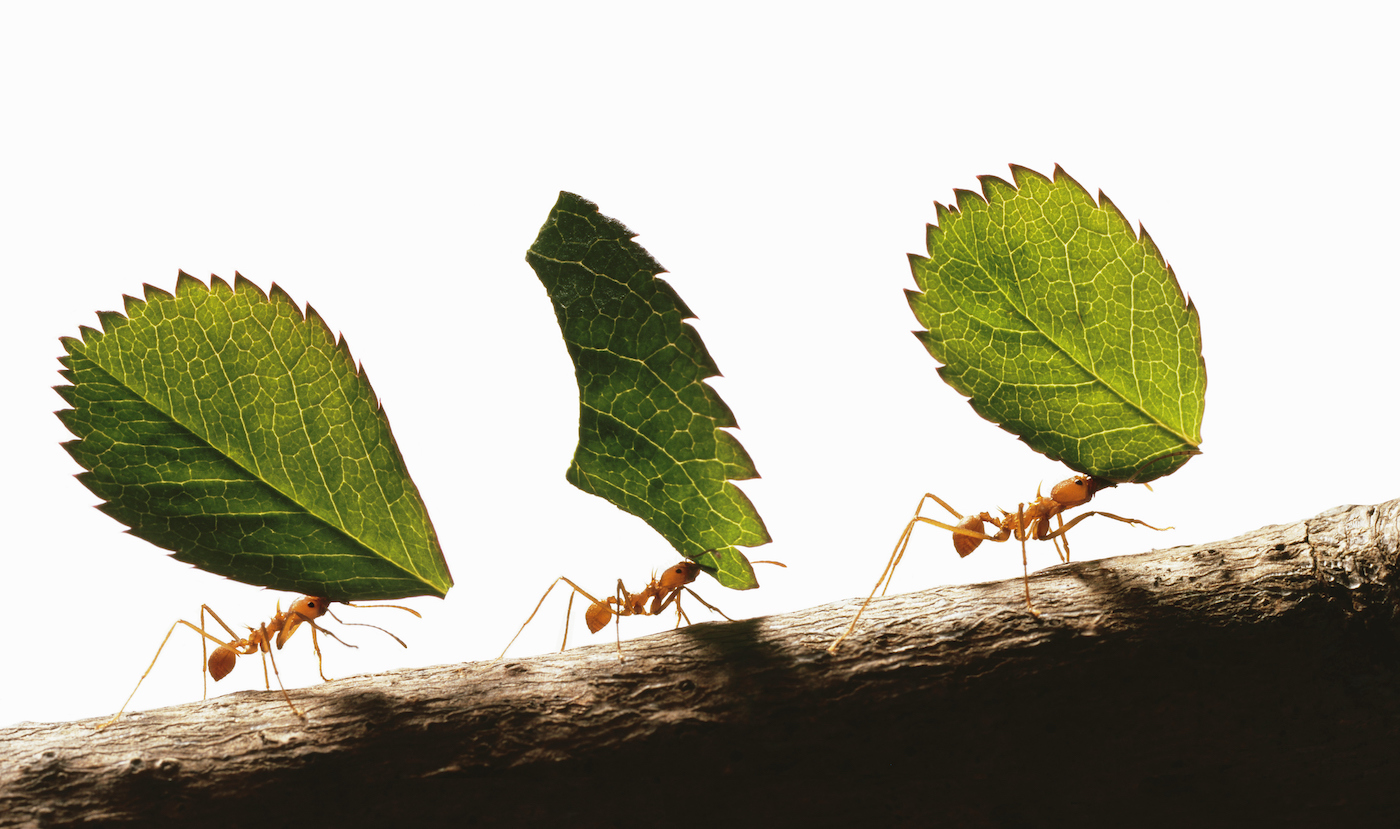 Three leafcutter ants (atta cephalotes) carrying leaves, close-up