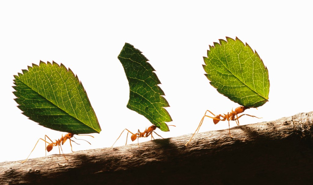 Three leafcutter ants (atta cephalotes) carrying leaves, close-up