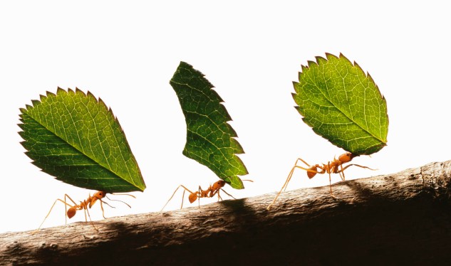 Three leafcutter ants (atta cephalotes) carrying leaves, close-up
