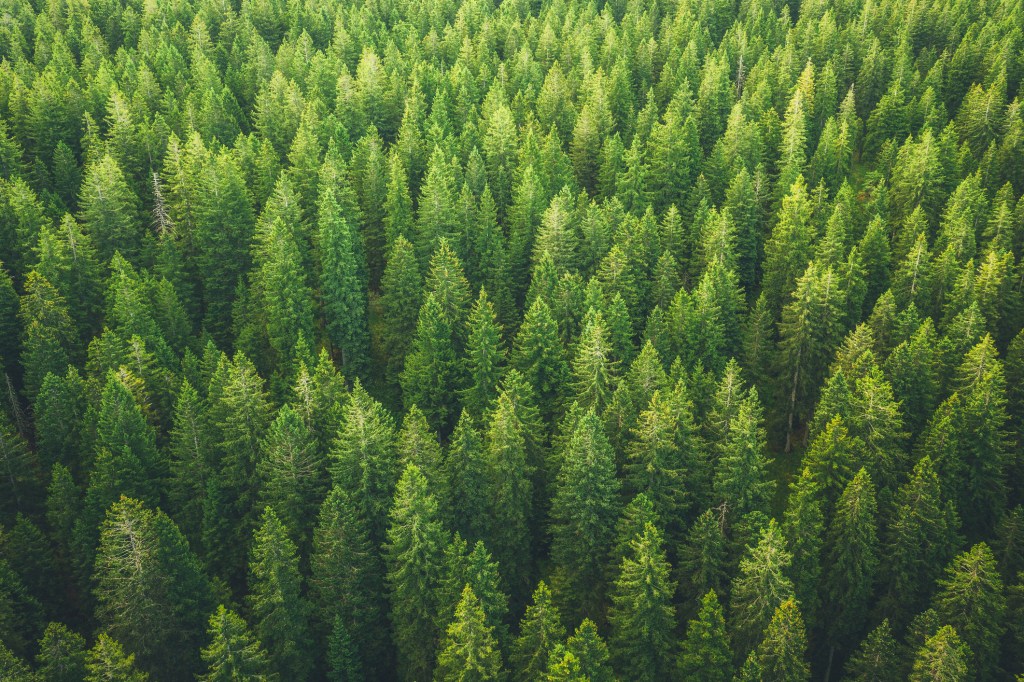 forest seen from above
