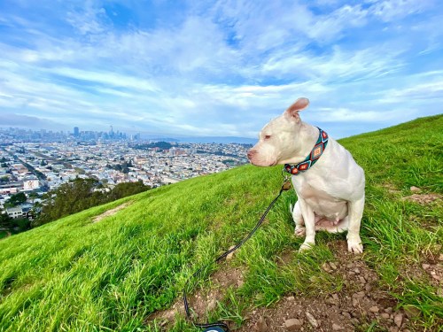 A white dog sits on Bernal Hill in San Francisco with the downtown skyline in the background.