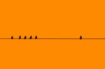 Birds in a Row on a cable with one by Itself