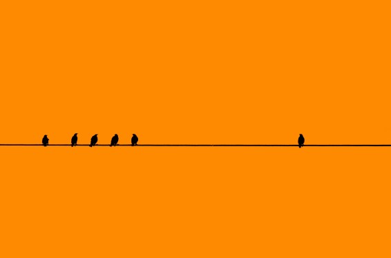 Birds in a Row on a cable with one by Itself