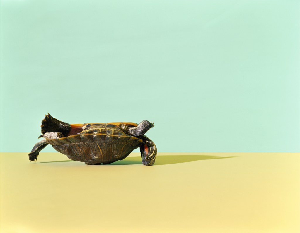 Western Painted Turtle (Chrysemys picta bellii) lying on its back