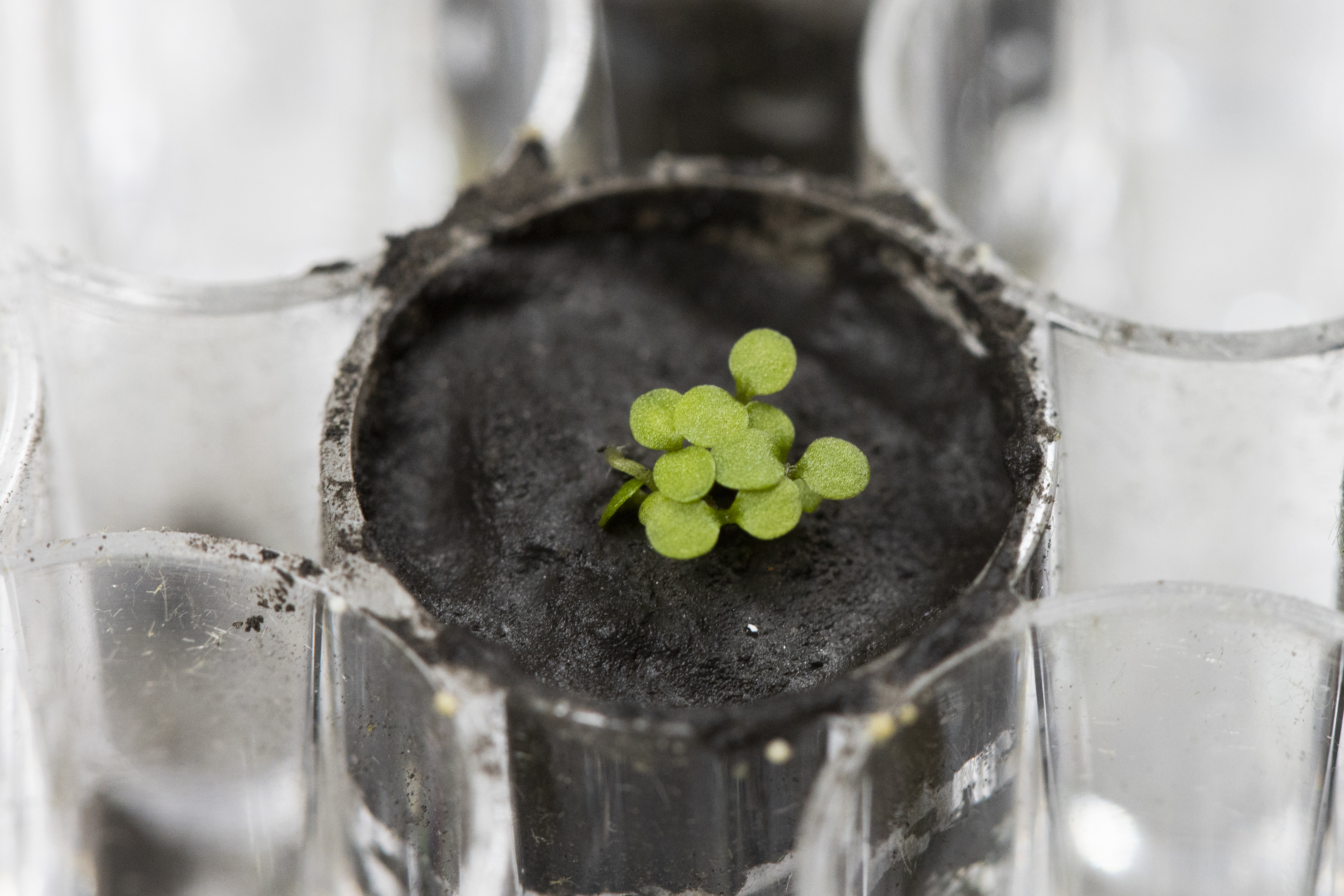 lunar plants regolith nasa