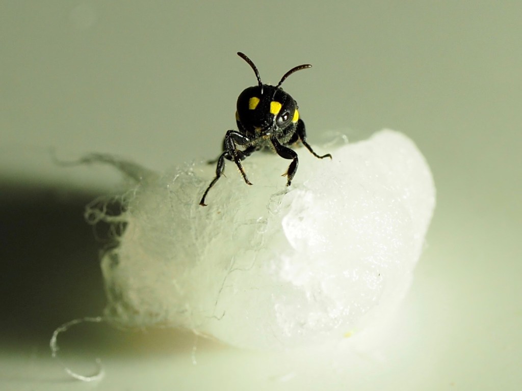 Australian masked bee on nesting material - humble bee bio