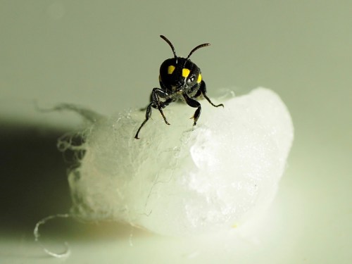 Australian masked bee on nesting material - humble bee bio