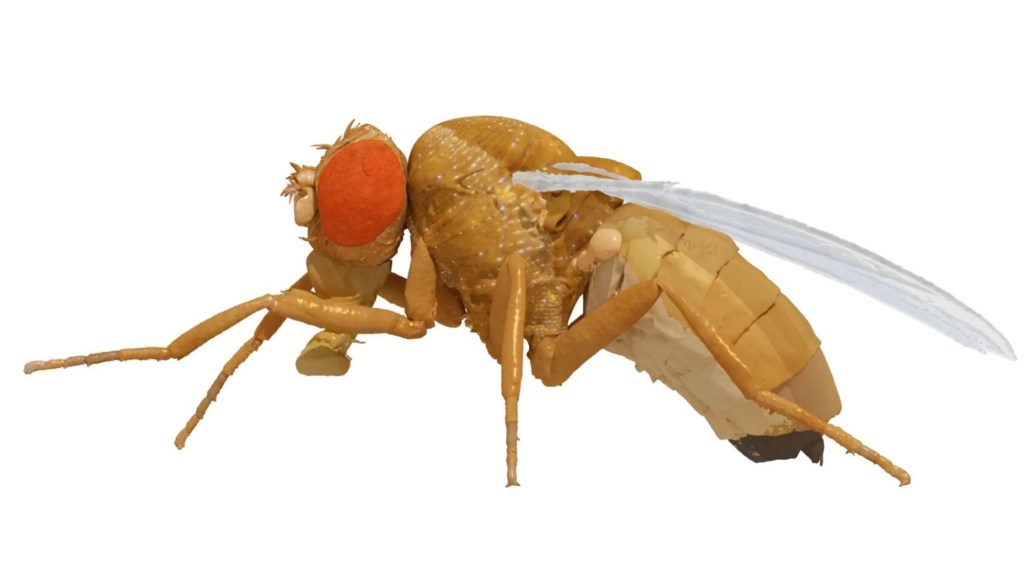 Detailed 3D reconstruction of a fruit fly, seen from the side.
