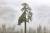 "Big Lonely Doug" a Coast Douglas-fir stands on its own.