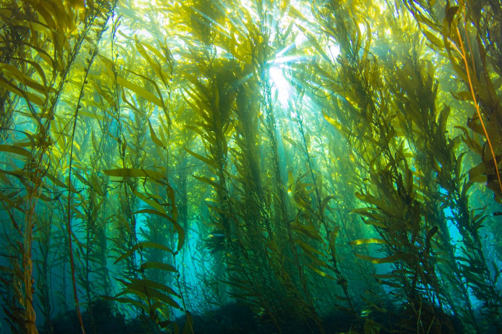 bed of seaweed