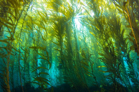 bed of seaweed