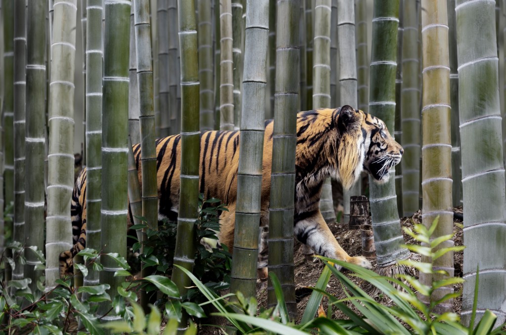 Tiger Global says India returns have 'sucked historically' but remain bullish