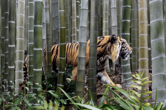 Tiger Global says India returns have 'sucked historically' but remain bullish