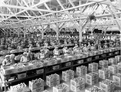 Cannery workers inspect fruit prior to hand filling boxes at an American fruit canning factory, circa 1930