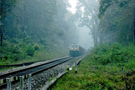 train in a misty forest