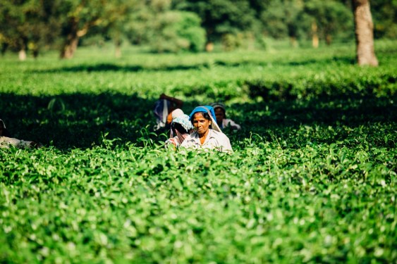 Indian farm