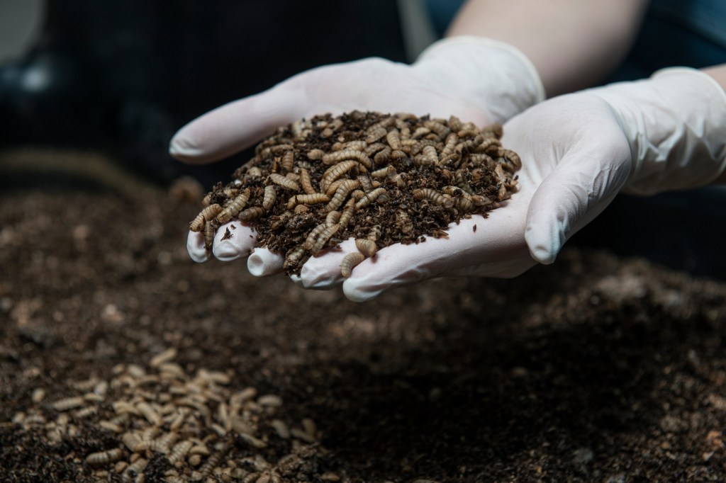 open hands holding fly larvae
