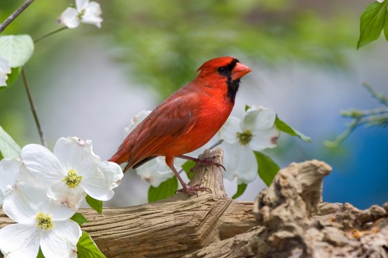 Close up of a cardinal bird on a tree filled with blossoms, used in a post about data science startup Redbird