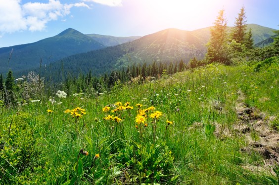 Arnica flowers (Arnica montana) on a hillside with blue sky above