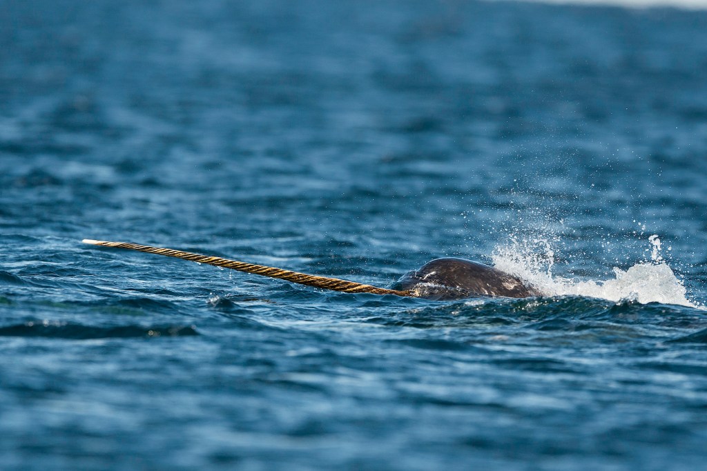 Close view of a male narwhal swimming along the surface with it's tusk out of the water, Baffin Island, Canada.