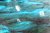 plastic bottles overlaid with an image of water