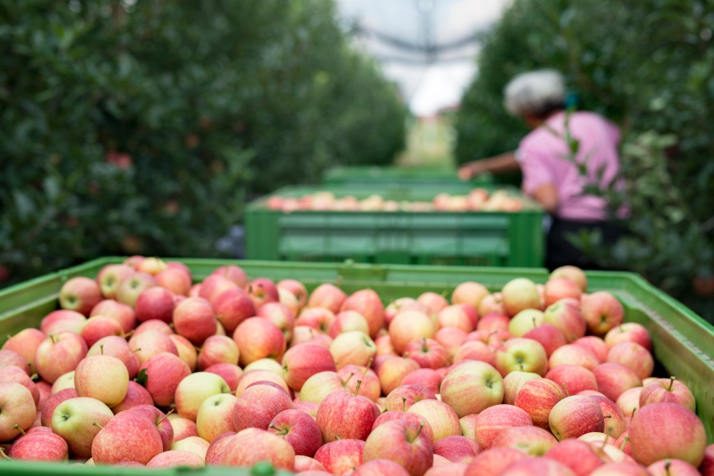 People working in an apple orchard picking fruit and placing them into basket. Used in a post about food distribution software Butter.