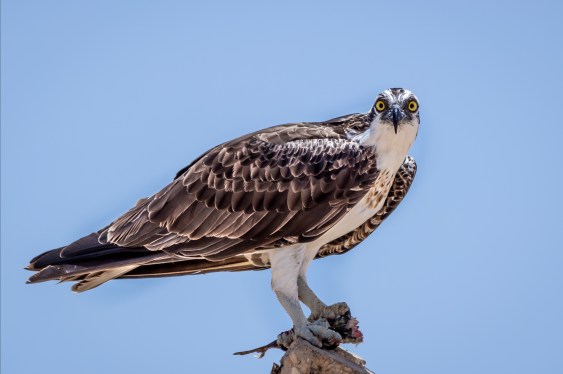 Low angle view of eagle perching on branch against clear blue sky