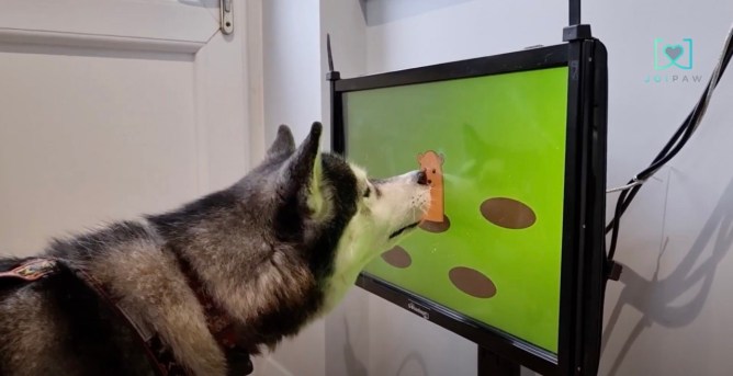 A dog placing its nose on a monitor/screen, playing a video game