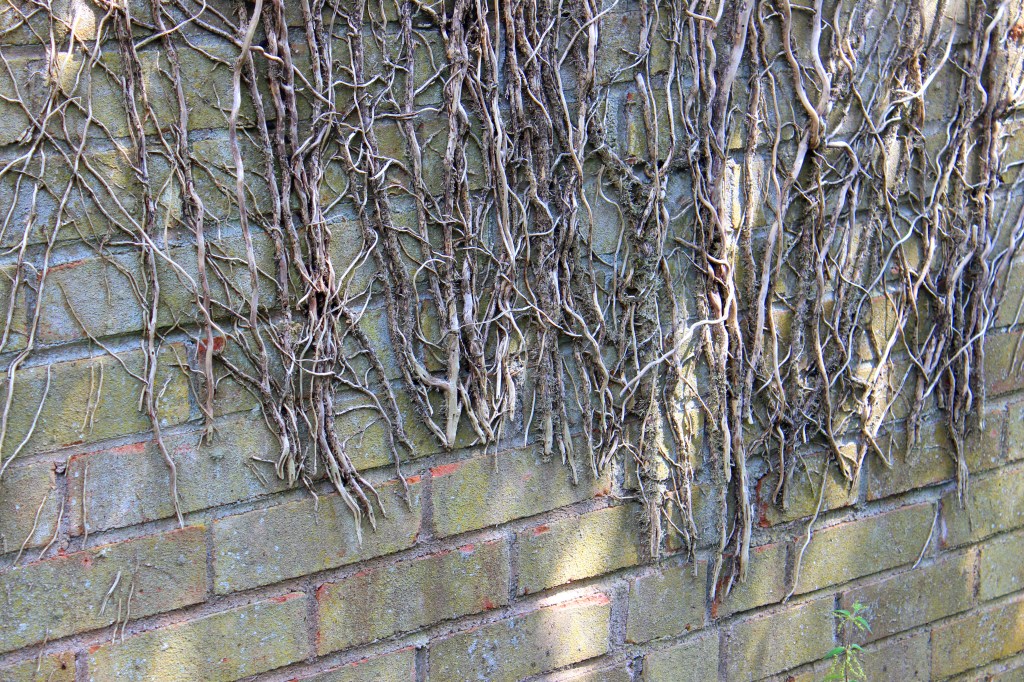 Image of dead ivy cut-off, climbing up wall, damaging brickwork.