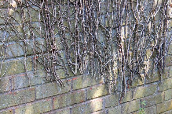 Image of dead ivy cut-off, climbing up wall, damaging brickwork.