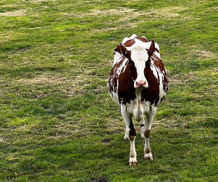 Cow in pasture staring at camera.