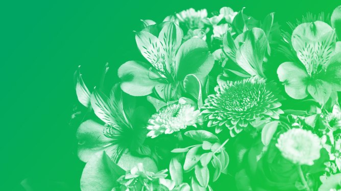 white flowers and leaves on a green background