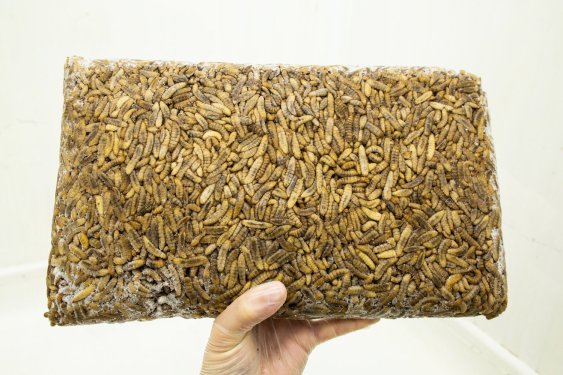 Frozen black soldier fly larvae that can be fed to livestock