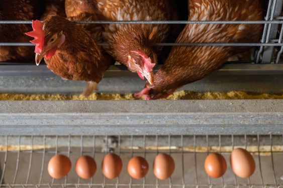 Chickens with a row of eggs on a farm in Malaysia, used in a post about Secai Marche