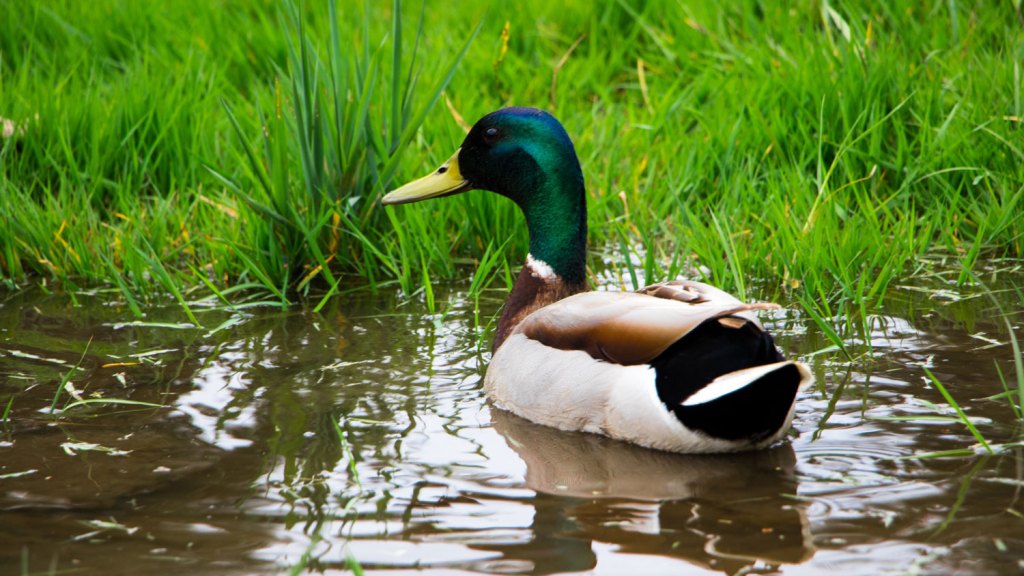 a duck in a creek
