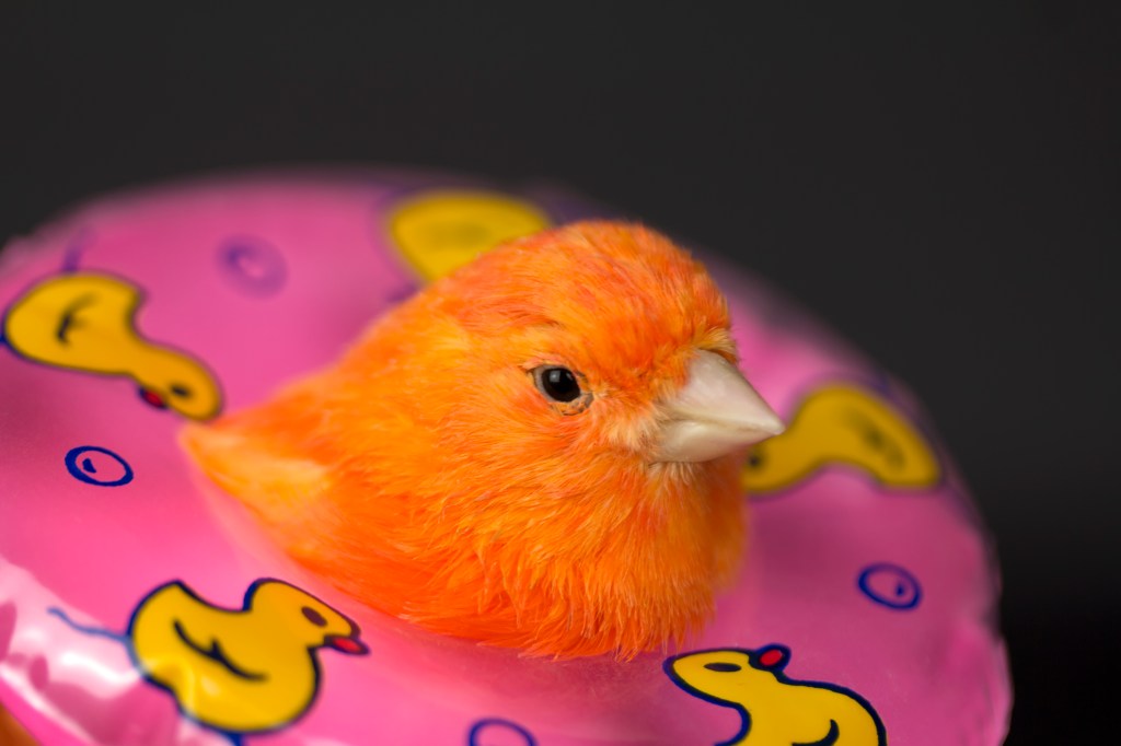 little bird in a floatie