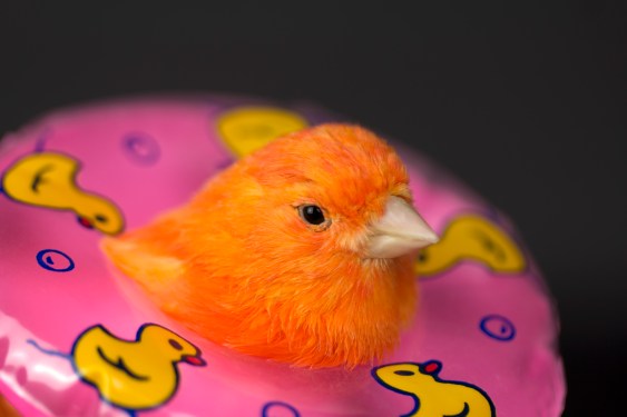 little bird in a floatie